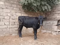Byk, Russian Black pied cattle — zdjęcie 6