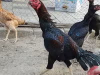 Chickens — الصورة 1