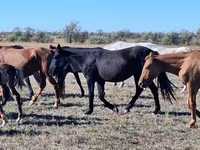 مادیان, Kazakh horse — عکس 3