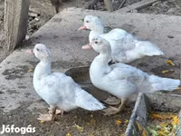 Ducks — 사진 2