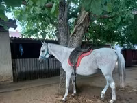 اسب نر, اسب — عکس 3