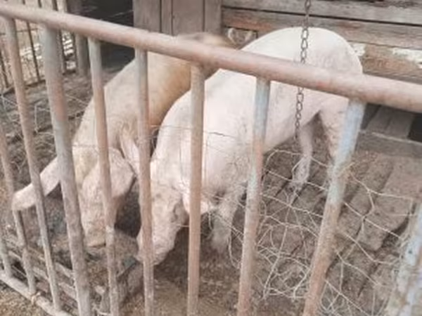Scrofa, Крупная белая