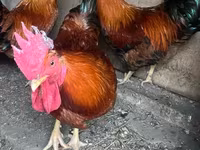 Chickens — الصورة 2