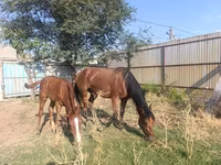 Էգ ձի, Thoroughbred horse — լուսանկար 4