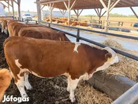 İnek, Simmental cattle — foto 1