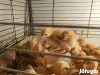 Chickens — 사진 8