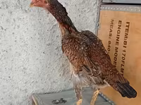 Chickens — عکس 2