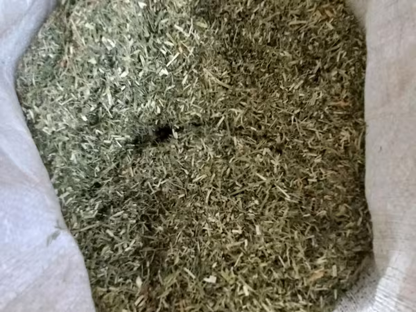 Faina de lucerna Italiana. Lucernă tocată.