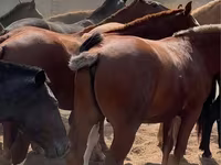 ঘোড়া, Kazakh horse — ছবি 2