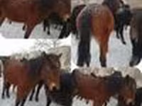 Pastuv, Коњи — fotografija 2