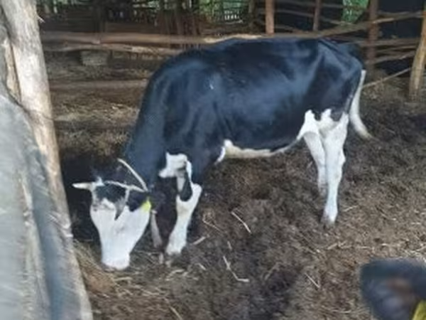 İnek, Russian Black pied cattle