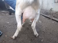 Keçi, Nubian Goat — foto 3