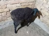 میش, گوسفند — عکس 2