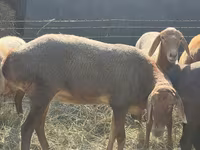 Ovca, Edilbay sheep — fotografija 3