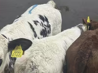 ІҚМ (топ, жынысы көрсетілмеген), Simmental cattle — 3-сурет