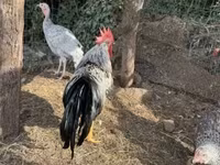 Chickens — รูปภาพ 2