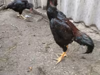 Chickens — foto 5