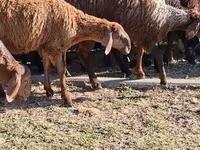 Geel dhaddig, Camels — sawirka 5