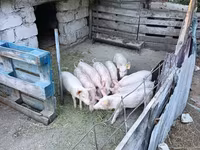 नर सूअर, सूअर — फ़ोटो 2