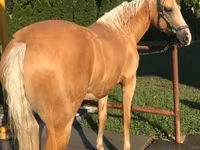 母马, Hungarian horse breed — 照片 3