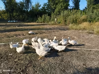 Pekin Jerman — foto 2