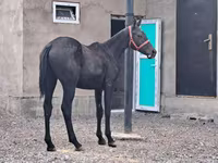 Адуу, Thoroughbred horse — 2 зураг
