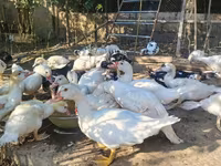 Ducks — รูปภาพ 1