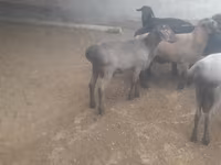 Kambing jantan, Sheep — foto 5
