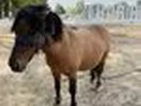 Konji (partija, pol nije naveden), Australian Pony — fotografija 6