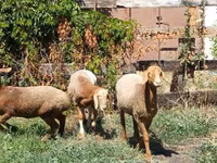 Vædder, Rhon sheep — foto 1