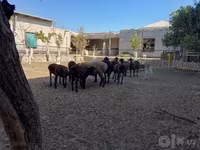 በግ, Sheep — ፎቶ 1