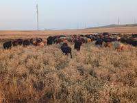 Biri-biri betina, Sheep — foto 2