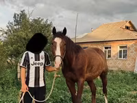 Kůň, Koně — foto 1