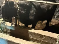 گاو نر, Swiss cattle — عکس 2