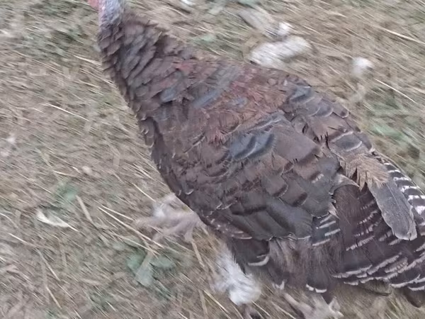 Turkeys