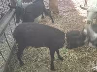 Κατσίκα, Murcia-Granada goats — φωτογραφία 7