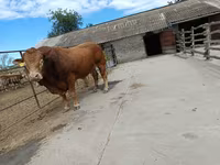 Toro, Mucca limousine — foto 3