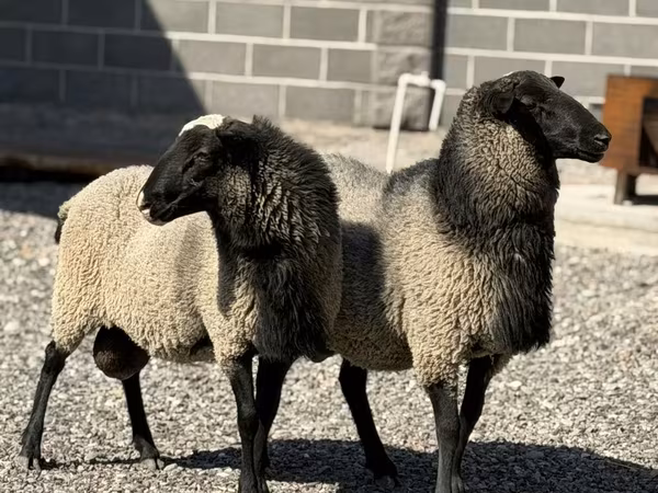 Beran, Hissar sheep