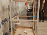 Papuqay,dovşan,hamster,şinşila,bildirçin,cücə,xamyak,pişik,quş,tısbağa — عکس 4