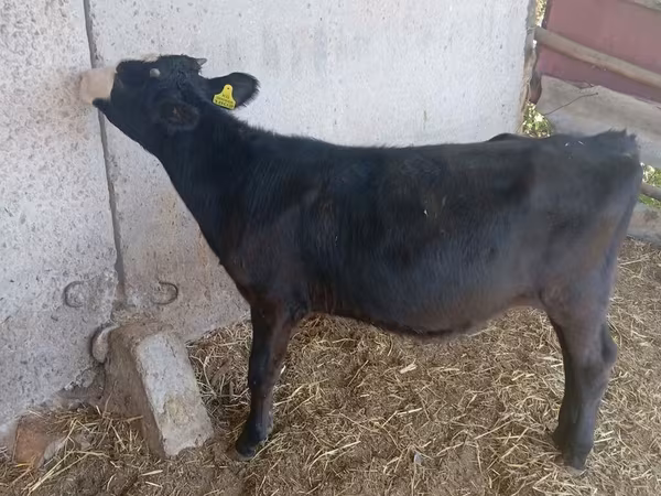 Krava, Russian Black pied cattle