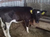 Krava, Russian Black pied cattle — fotografija 2