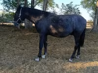 Hingst, Lipizzaner — foto 2