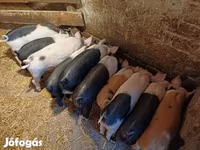 Prasata (šarže, pohlaví neuvedeno), Prasata — foto 2