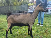 Էգ այծ, Alpine goat — լուսանկար 1