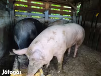 Eber, Schweine — Foto 3