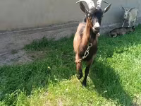 Cabra, Czech Brown Shorthaired goats — foto 2