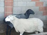 암양, 양 — 사진 2