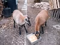 میش, Cameroon sheep — عکس 1