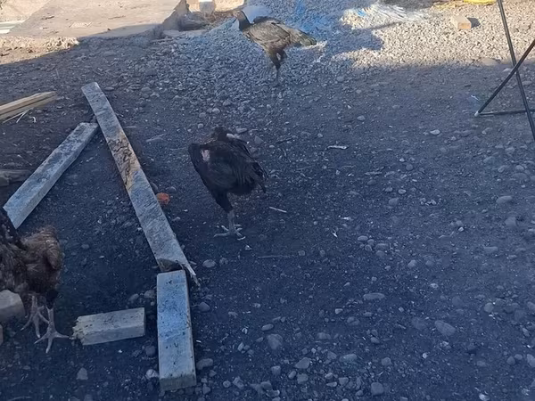 Chickens