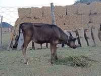 Mucca, Swiss cattle — foto 4